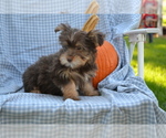 Puppy Bubbler Yorkshire Terrier-Zuchon Mix