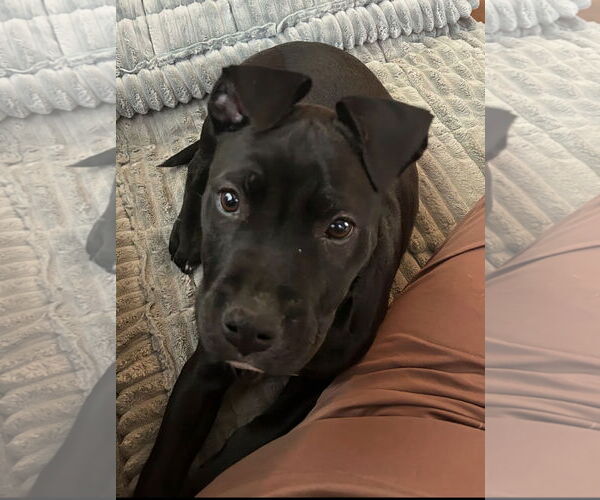 Medium Photo #1 American Staffordshire Terrier-Unknown Mix Puppy For Sale in Holly Springs, NC, USA