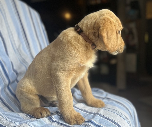 Medium Photo #10 Goldendoodle Puppy For Sale in SAN FERNANDO, CA, USA