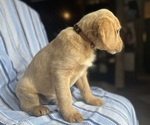 Small Photo #10 Goldendoodle Puppy For Sale in SAN FERNANDO, CA, USA