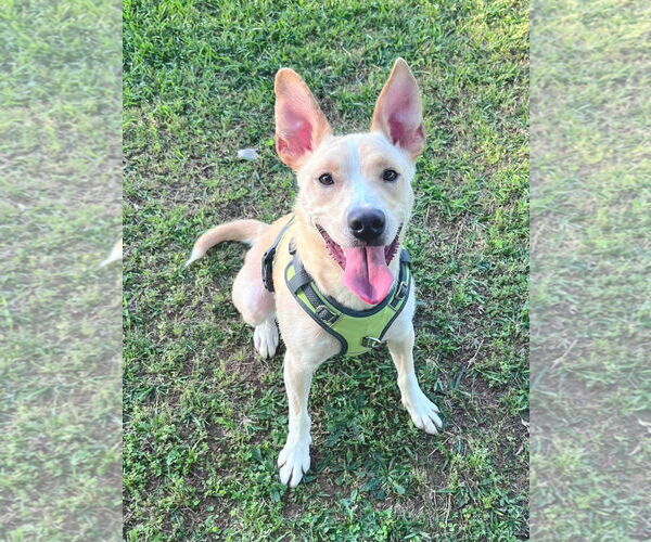 Medium Photo #1 Labrador Retriever-Unknown Mix Puppy For Sale in McDonough, GA, USA