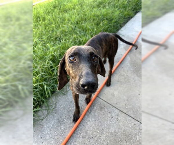 Medium Photo #3 Plott Hound-Unknown Mix Puppy For Sale in North Myrtle Beach, SC, USA