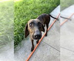 Small #2 Plott Hound Mix