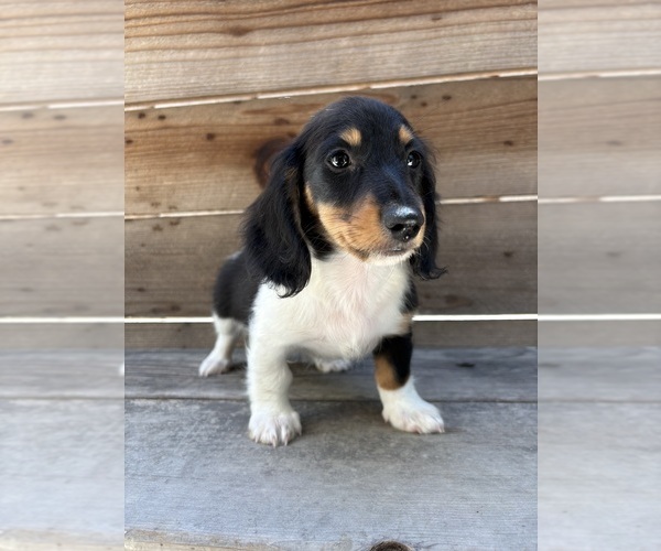 Medium Photo #1 Dachshund Puppy For Sale in MADERA, CA, USA