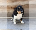 Small Dachshund
