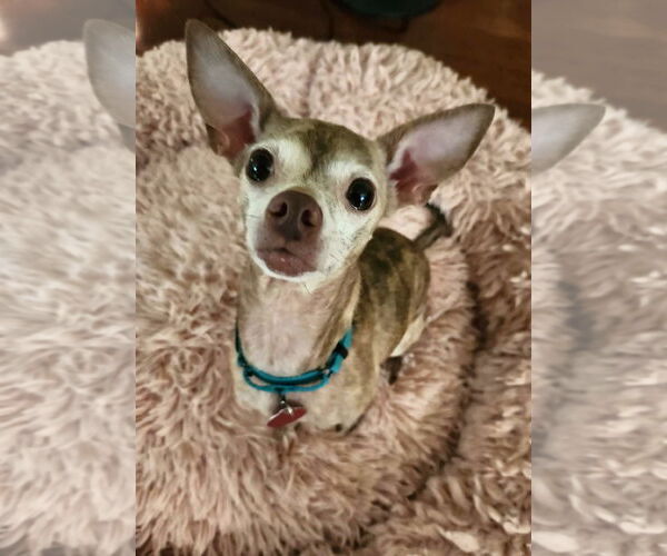 Medium Photo #5 Chihuahua Puppy For Sale in Arlington, VA, USA
