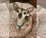 Small #4 Chihuahua