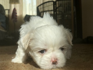 Shih Tzu Puppy for sale in UPLAND, CA, USA