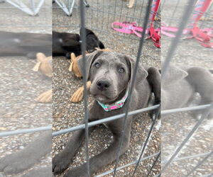 Labrador Retriever-Unknown Mix Dogs for adoption in Forest, VA, USA
