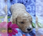 Puppy Puppy 5 Cavapoo (Miniature)