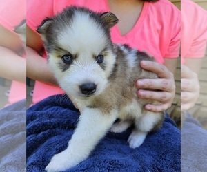 Siberian Husky Puppy for sale in LENOIR, NC, USA