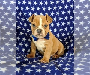 English Bulldog Puppy for sale in COCHRANVILLE, PA, USA