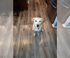 Labrador Retriever Puppy for sale in WOODBURY, MN, USA