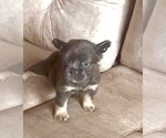 Small Photo #16 English Bulldog Puppy For Sale in LITITZ, PA, USA