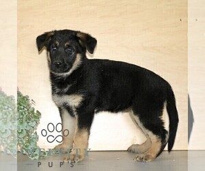 German Shepherd Dog Puppy for sale in KIRKWOOD, PA, USA