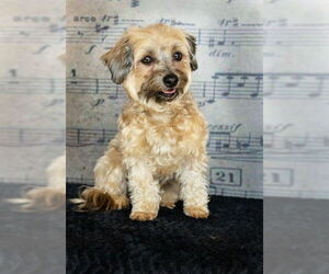 Havanese-Poodle (Toy) Mix Dogs for adoption in Decatur, IL, USA