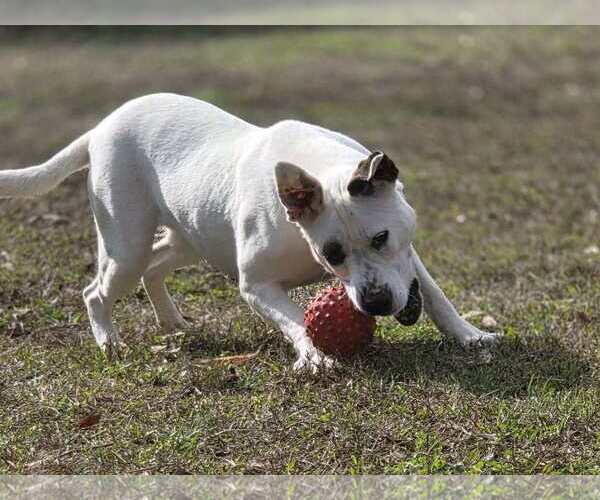 Medium Photo #6 American Bulldog-Unknown Mix Puppy For Sale in Anniston, AL, USA