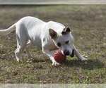 Small #5 American Bulldog Mix