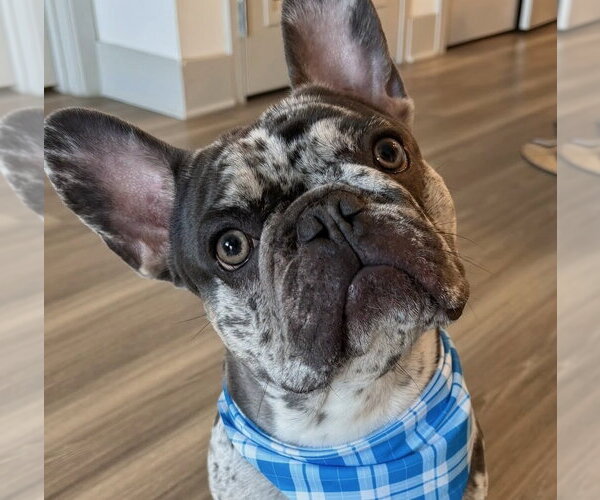 Medium Photo #1 French Bulldog-Unknown Mix Puppy For Sale in Oakland Park, FL, USA