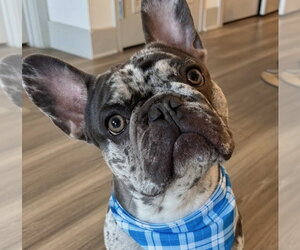 French Bulldog-Unknown Mix Dogs for adoption in Oakland Park, FL, USA
