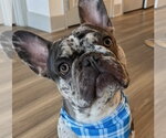 Luffy - Male French Bulldog-Unknown Mix Dog for Adoption - Small photo