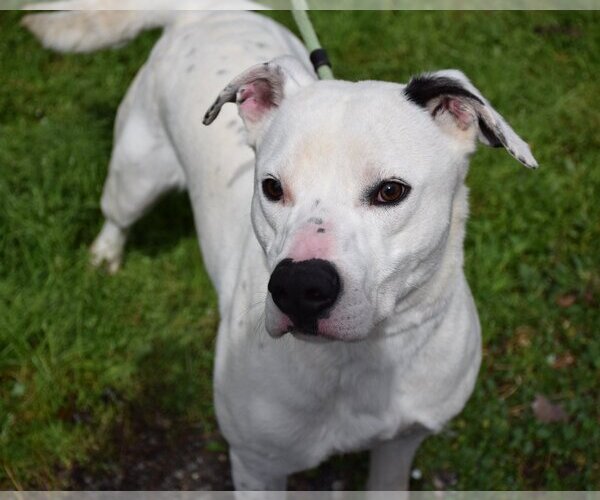 Medium Photo #3 American Pit Bull Terrier-Labrador Retriever Mix Puppy For Sale in Anniston, AL, USA