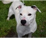 Small #2 American Pit Bull Terrier-Labrador Retriever Mix