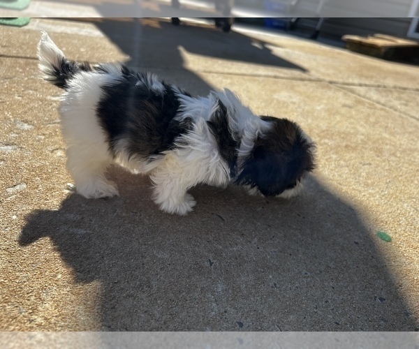 Medium Photo #43 Shih Tzu Puppy For Sale in MOORESVILLE, NC, USA