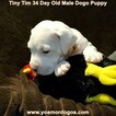 Small Photo #227 Dogo Argentino Puppy For Sale in JANE, MO, USA