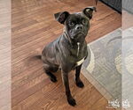 Small #2 Boxer-Pug Mix