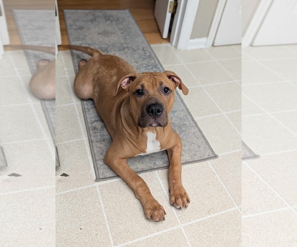 Medium Photo #4 Mastiff-Unknown Mix Puppy For Sale in Germantown, OH, USA