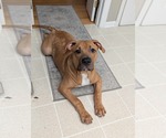 Small #3 Mastiff Mix