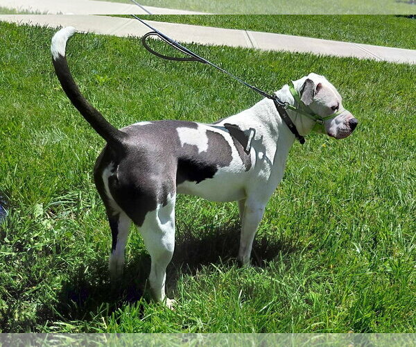 Medium Photo #15 American Pit Bull Terrier-Unknown Mix Puppy For Sale in Germantown, OH, USA