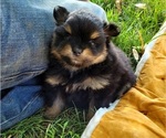 Image preview for Ad Listing. Nickname: Walter