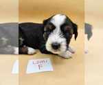 Small Photo #1 Tibetan Terrier Puppy For Sale in DORENA, OR, USA