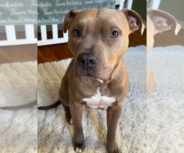 Medium Photo #2 American Pit Bull Terrier-Unknown Mix Puppy For Sale in Germantown, OH, USA