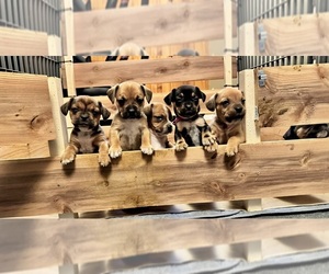 Bully Basset Puppy for sale in FEDERAL WAY, WA, USA