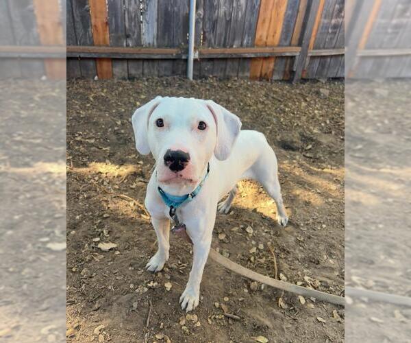 Medium Photo #2 American Pit Bull Terrier-Unknown Mix Puppy For Sale in Santa Barbara, CA, USA