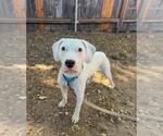 Small #1 American Pit Bull Terrier Mix