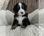 Puppy Jonah Bernese Mountain Dog