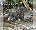 Small Photo #4 American Bully Puppy For Sale in RICHMOND, IN, USA