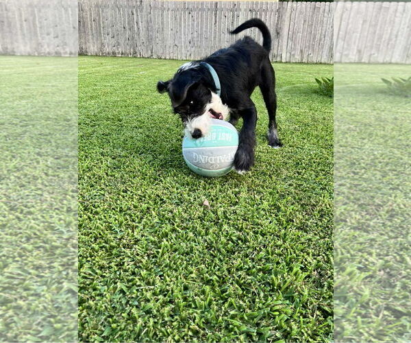 Medium Photo #3 Mutt Puppy For Sale in Shreveport, LA, USA