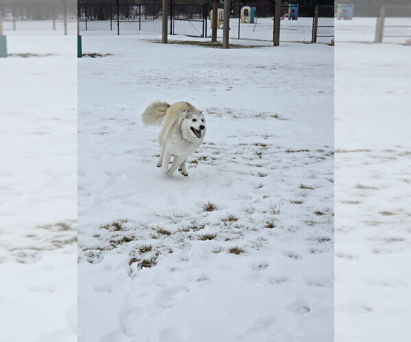 Medium Photo #17 Siberian Husky-Unknown Mix Puppy For Sale in Grafton, WI, USA