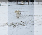 Small #16 Siberian Husky Mix