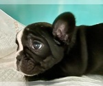Small #11 French Bulldog