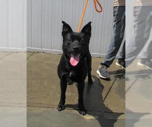 American Pit Bull Terrier-Chow Chow Mix Dogs for adoption in Louisville, KY, USA