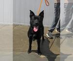 Small American Pit Bull Terrier-Chow Chow Mix