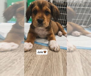 Australian Shepherd-Unknown Mix Dogs for adoption in Jackson Township, NJ, USA