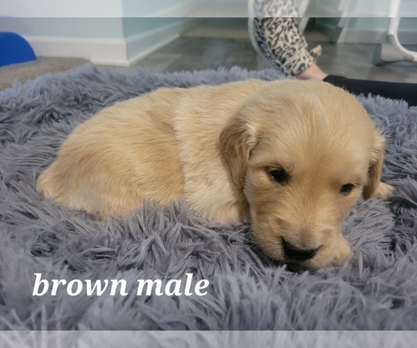 Medium Photo #3 Golden Retriever Puppy For Sale in BENTON, IL, USA