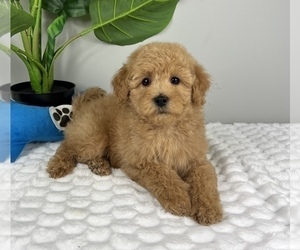 Goldendoodle (Miniature) Puppy for sale in FRANKLIN, IN, USA